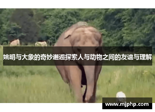 姚明与大象的奇妙邂逅探索人与动物之间的友谊与理解